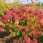 Heptakodium jasmínovité (Heptacodium miconioides) - výška 110-140 cm, kont. C10L